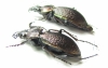 Carabus (Carabulus) obovatus, pair  Russia, Khakassia reg. - INSECTS-STORE.RU