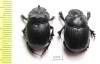 Dichotomius pseudoparile, pair  Bolivia - INSECTS-STORE.RU