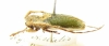 Rhytiphora nigrovirens  Australia - INSECTS-STORE.RU