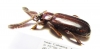 Paussinae sp.  Angola - INSECTS-STORE.RU
