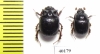 Odonteus armiger, pair  Russia - INSECTS-STORE.RU