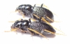 Megacephala atrospinosa valentinai (Dementiev & Gage, 2022), pair  Zambia - INSECTS-STORE.RU