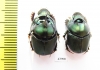 Proagoderus mouhoti, pair  Thailand - INSECTS-STORE.RU