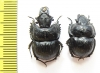 Lethrus korzhinskii, pair  Tajikistan - INSECTS-STORE.RU