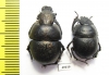 Lethrus banghaasi, pair  Tajikistan - INSECTS-STORE.RU