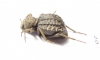 Tenebrionidae sp.  South Africa Rep. - INSECTS-STORE.RU