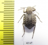 Tenebrionidae sp.  South Africa Rep. - INSECTS-STORE.RU