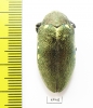 Julodis bleusei  Morocco - INSECTS-STORE.RU