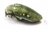 Julodis bleusei  Morocco - INSECTS-STORE.RU