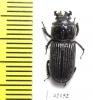 Nigidius sp.  South Africa Rep. - INSECTS-STORE.RU