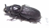 Nigidius sp.  South Africa Rep. - INSECTS-STORE.RU
