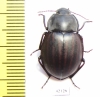 Tenebrionidae sp.  Australia - INSECTS-STORE.RU