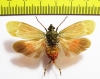 Homoptera sp.  Ecuador - INSECTS-STORE.RU