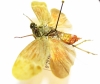 Homoptera sp.  Ecuador - INSECTS-STORE.RU