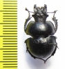 Lethrus tekkensis, male  Turkmenistan - INSECTS-STORE.RU