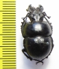 Lethrus substriatus, male  Turkmenistan - INSECTS-STORE.RU