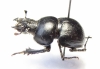 Lethrus tekkensis, male  Turkmenistan - INSECTS-STORE.RU