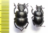 Lethrus crassus, pair  Uzbekistan - INSECTS-STORE.RU