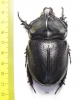 Oryctes gigas, male  Madagascar  73mm - INSECTS-STORE.RU