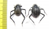 Onymacris sp., pair  Namibia - INSECTS-STORE.RU