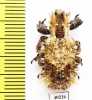 Lithinus sepidoides  Madagascar - INSECTS-STORE.RU