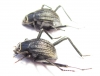 Onymacris sp., pair  Namibia - INSECTS-STORE.RU