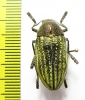 Julodis ehrenbergii ssp.  Turkey - INSECTS-STORE.RU