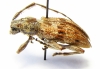 Hexatricha pulverulenta  New Zealand - INSECTS-STORE.RU