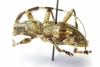 Hexatricha pulverulenta  New Zealand - INSECTS-STORE.RU