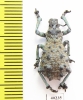 Curculionidae sp.  Madagascar - INSECTS-STORE.RU