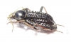 Tenebrionidae sp.  South Africa Rep. - INSECTS-STORE.RU