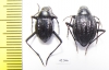 Tenebrionidae sp., pair  South Africa Rep. - INSECTS-STORE.RU