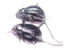 Tenebrionidae sp., pair  South Africa Rep. - INSECTS-STORE.RU