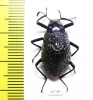 Tenebrionidae sp.  Peru - INSECTS-STORE.RU