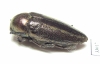 Neojulodis vittipennis  Tanzania - INSECTS-STORE.RU