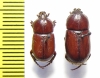Pycnoshema suillum, pair  Guinee - INSECTS-STORE.RU