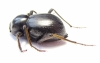 Tenebrionidae sp.  Angola - INSECTS-STORE.RU