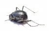 Tenebrionidae sp.  Namibia - INSECTS-STORE.RU