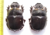 Heliocopris dominus, pair  Thailand 57mm - INSECTS-STORE.RU