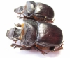 Heliocopris dominus, pair  Thailand 57mm - INSECTS-STORE.RU