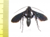Hymenoptera sp.  South Africa Rep. - INSECTS-STORE.RU
