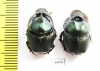 Proagoderus mouhoti, pair  Thailand - INSECTS-STORE.RU