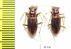 Tetracha sp., pair  Ecuador - INSECTS-STORE.RU