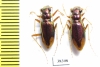 Tetracha sp., pair  Ecuador - INSECTS-STORE.RU