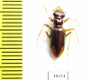 Tetracha sp.  Ecuador - INSECTS-STORE.RU