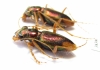 Tetracha sp., pair  Ecuador - INSECTS-STORE.RU