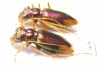 Tetracha sp., pair  Ecuador - INSECTS-STORE.RU