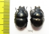 Lethrus andrejewae, pair  Tajikistan - INSECTS-STORE.RU