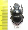 Lethrus dinotherium, male  Kirgizstan - INSECTS-STORE.RU