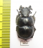 Lethrus turkestanicus, male  Uzbekistan - INSECTS-STORE.RU